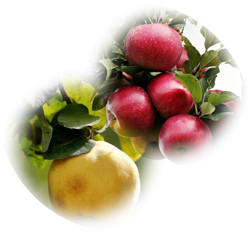 Fűszeres alma-birsalmalekvár